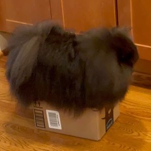 Meet your Posher, Ella